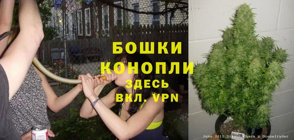 шишки Белокуриха